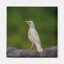 Search for albino magnets Bird