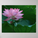 Search for lotus flower posters Nature
