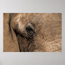 Search for amboseli posters Alison jones