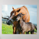 Search for cute foals posters Colt