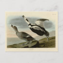 Search for pi postcards Bird