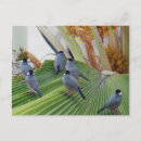 Search for sparrows postcards Birds