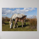 Search for wild stallion art Camargue