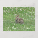 Search for ames postcards Wildlife