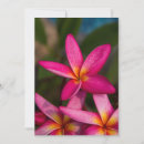Search for frangipani invitations Summer