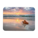 Search for beach shells magnets Ocean