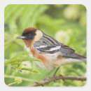 Search for warbler stickers Nature