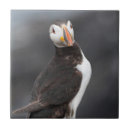 Search for puffin coasters Nature