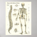 Search for skeleton posters Bones