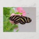 Search for zebra patterns postcards Butterfly
