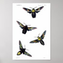 Search for lepidoptera art Vintage