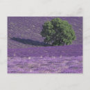 Search for sault postcards Lavender