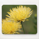 Search for chrysanthemum mousepads Photography