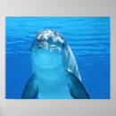 Search for dolphin posters Happy