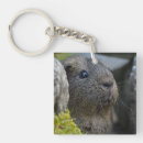 Search for guinea pig lover key rings Cavy