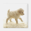 Search for poodle puppy magnets Animal