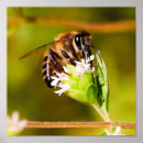 Search for macros posters Bee