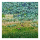 Search for sandhill art Wildlife