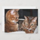 Search for cat meme cards Funny