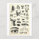 Search for skull illustration postcards Vintage