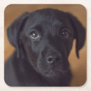 Search for black labrador coasters Cute