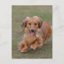 Search for miniature long haired dachshunds postcards Standing