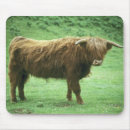 Search for highland cow mousepads Livestock