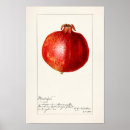 Search for pomegranate fruit posters Vintage