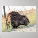 Search for beaver art Nature