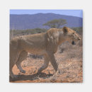 Search for three lions magnets Outdoors