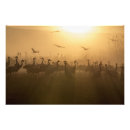 Search for flocking art Cranes