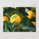 Search for lemon postcards Photography