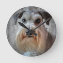 Search for schnauzer clocks Dog