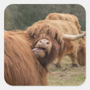 Search for scottish highland cow stickers Bull