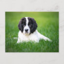 Search for newfoundland postcards Landseer