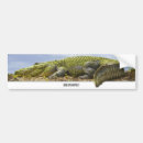 Search for gators bumper stickers Alligator