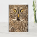Search for great grey owl cards Birds