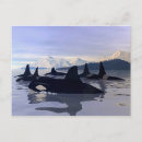 Search for orcas postcards Killer whale