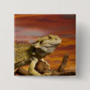 Search for branch badges Wildlife