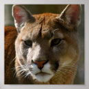 Search for puma posters Predator