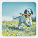 Search for dog running stickers Pet