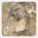 Search for baboon stickers Outdoors