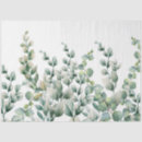 Search for green leaf tissue paper Eucalyptus