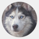 Search for siberian husky dog stickers Winter