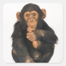 Search for chimpanzee stickers Cute