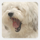 Search for animal nose stickers Outdoors