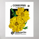 Search for vintage seed packets posters Flowers