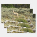 Search for antelope wrapping paper Wildlife