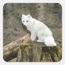 Search for arctic fox stickers White