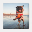 Search for pug magnets Puppy